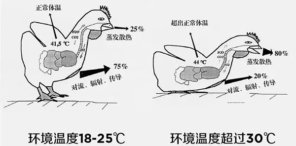 《夏日炎炎，如何為動(dòng)物防暑、降溫》